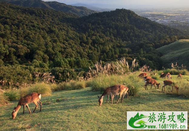 奈良若草山在哪里 奈良若草山怎么上去 奈良若草山在哪里 奈良若草山怎么上去