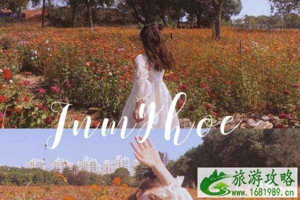 华农波斯菊在哪里 华农看菊花什么时候最好 华农波斯菊在哪里 华农看菊花什么时候最好