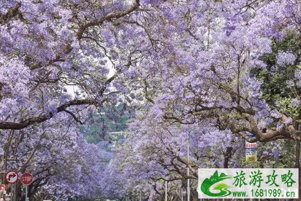 南非蓝花楹什么时候开花+观赏地点