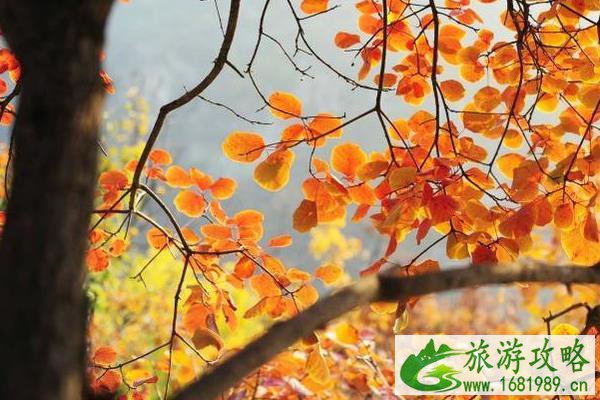 北京11月看红叶的地方 北京11月看红叶的地方