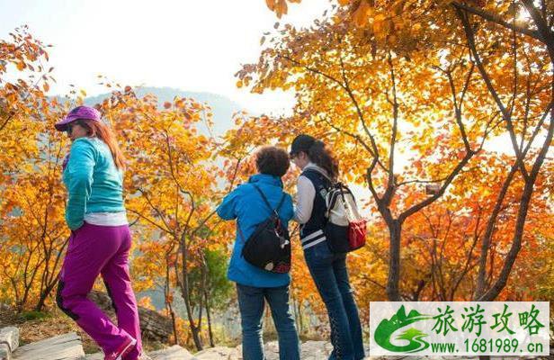 北京11月看红叶的地方 北京11月看红叶的地方
