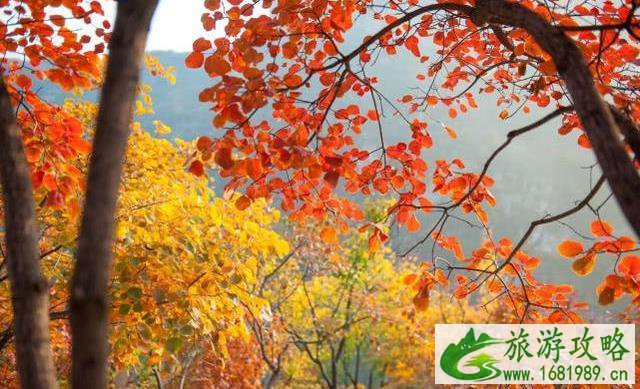 北京11月看红叶的地方 北京11月看红叶的地方