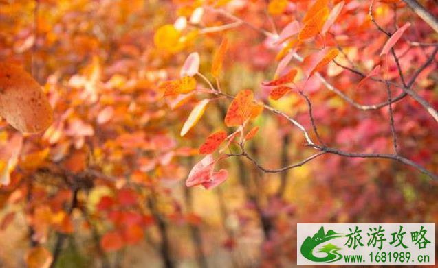 北京11月看红叶的地方 北京11月看红叶的地方