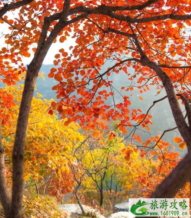北京11月看红叶的地方 北京11月看红叶的地方