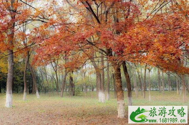 北京11月看红叶的地方 北京11月看红叶的地方