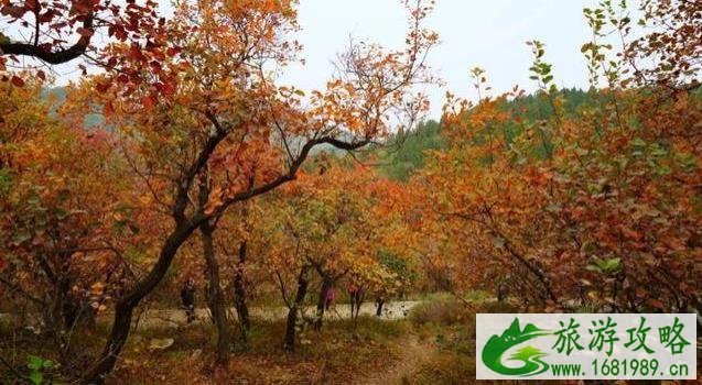 北京11月看红叶的地方 北京11月看红叶的地方