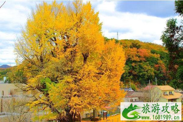 秋季日本兵库旅游攻略