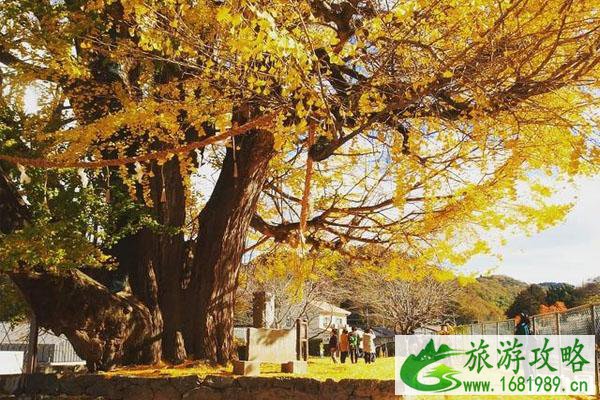 秋季日本兵库旅游攻略