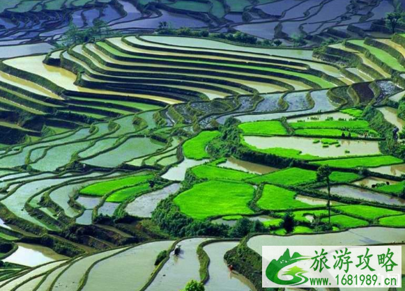 元阳梯田最佳旅游时间是几月份 元阳梯田最佳拍摄点 元阳梯田最佳旅游时间是几月份 元阳梯田最佳拍摄点