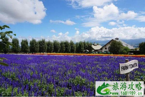 日本富田农场需要门票吗 富田农场怎么样 日本富田农场需要门票吗 富田农场怎么样