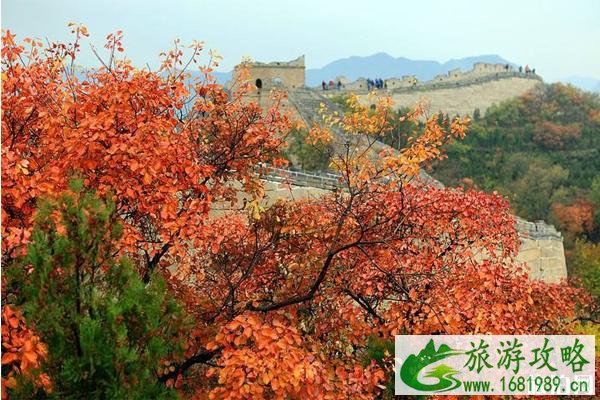 2022八达岭红叶最佳观赏期+游玩攻略