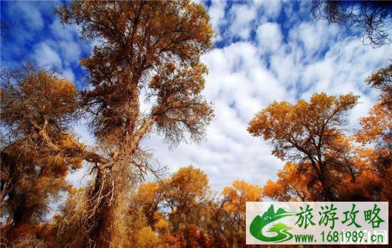 2022年沙雅县胡杨节是什么时候 塔里木河流域胡杨林最佳观赏期 2022年沙雅县胡杨节是什么时候 塔里木河流域胡杨林最佳观赏期