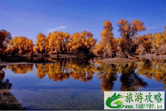 2022年沙雅县胡杨节是什么时候 塔里木河流域胡杨林最佳观赏期 2022年沙雅县胡杨节是什么时候 塔里木河流域胡杨林最佳观赏期