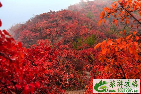 北京2022香山红叶节时间+门票+地点+观赏路线 北京2022香山红叶节时间+门票+地点+观赏路线