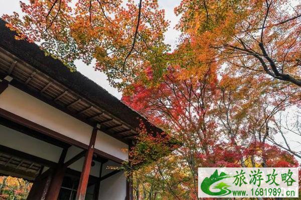岚山枫叶2022最佳时间+观赏地点推荐