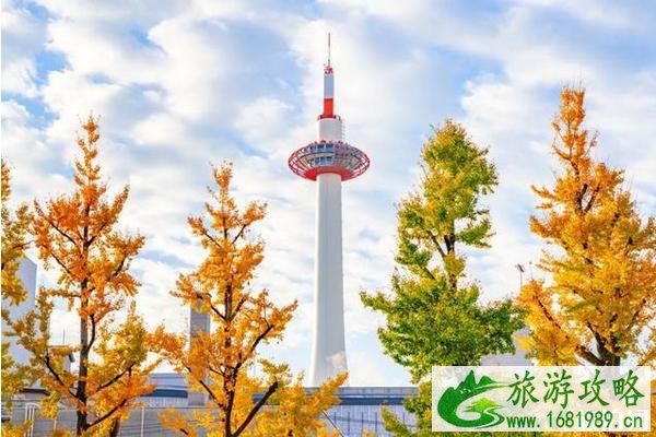 京都银杏什么时候落+观赏地点推荐