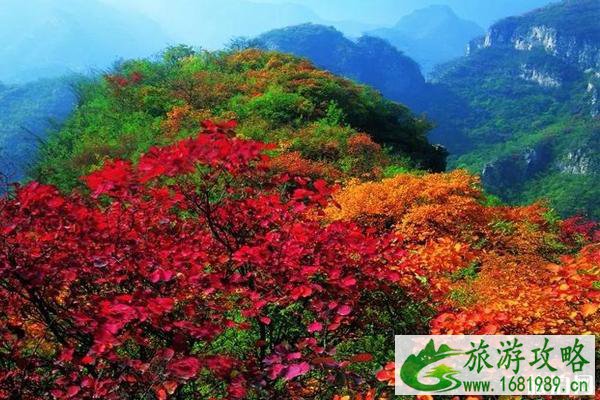  云台山枫叶什么时候红+观赏地点+路线推荐