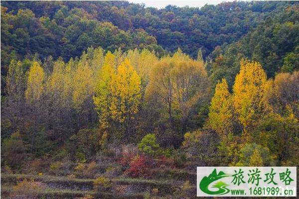  云台山枫叶什么时候红+观赏地点+路线推荐