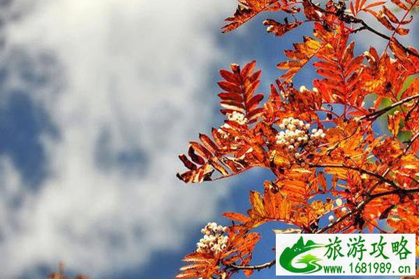毕棚沟可以带狗进去吗 毕棚沟怎么玩比较好