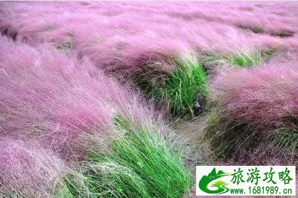 无锡秋季赏花去哪里