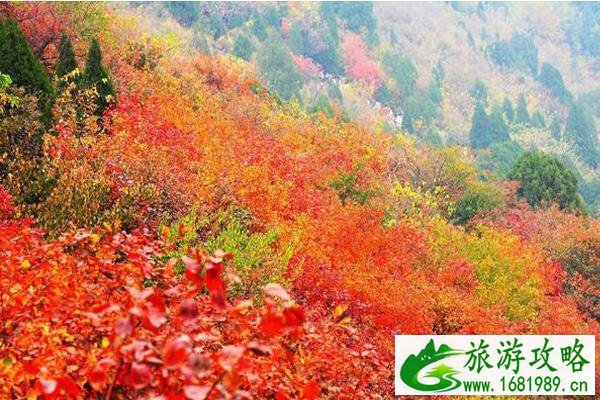 香山红叶几月份最好看+观赏地点推荐 香山红叶几月份最好看+观赏地点推荐