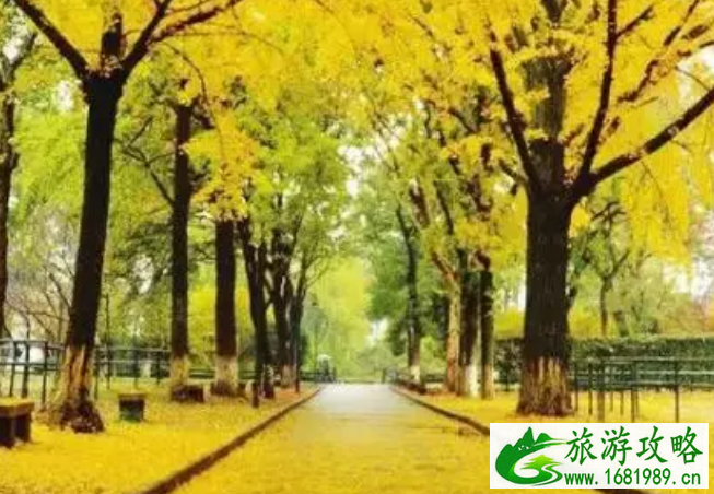 2022苏州大学银杏季预约开放时间+最佳观赏地点+预约指南 2022苏州大学银杏季预约开放时间+最佳观赏地点+预约指南
