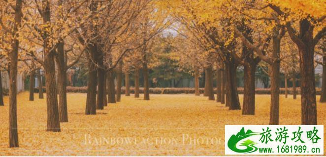 2022北京哪里银杏最好看 2022北京哪里银杏最好看