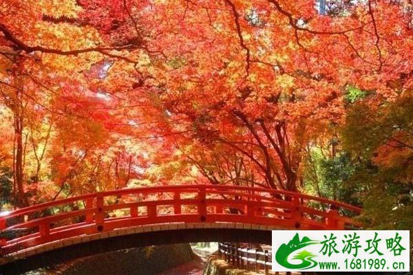 日本关西枫叶2022观赏地点推荐