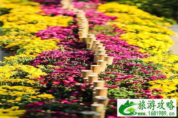 鸠兹古镇晚上开放吗 附鸠兹古镇2022菊花展信息+开放时间