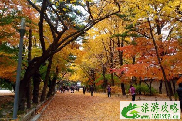 韩国首尔看枫叶最佳时间 首尔秋天哪里可以看枫叶