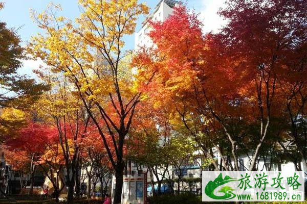 韩国首尔看枫叶最佳时间 首尔秋天哪里可以看枫叶