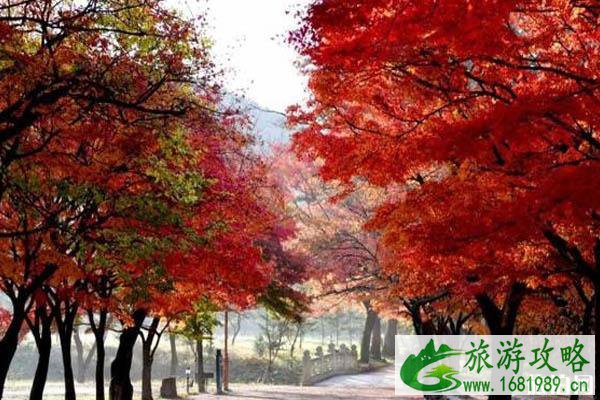 韩国首尔看枫叶最佳时间 首尔秋天哪里可以看枫叶