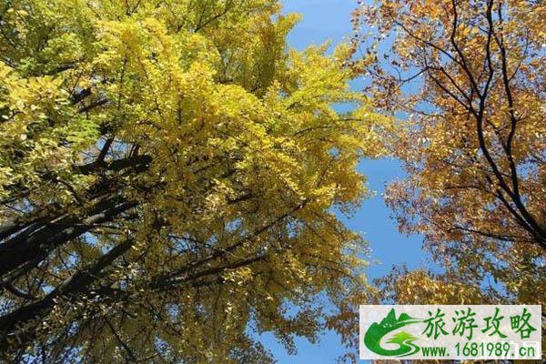 韩国首尔看枫叶最佳时间 首尔秋天哪里可以看枫叶