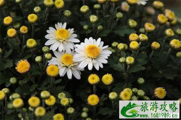 湖熟菊花园要门票吗 可以带宠物进去吗+2022年菊花展信息