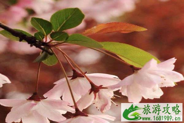 新西兰樱花开放时间+观赏地点推荐