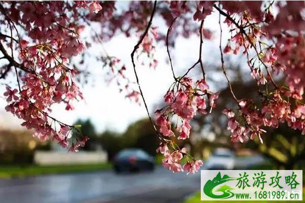 新西兰樱花开放时间+观赏地点推荐