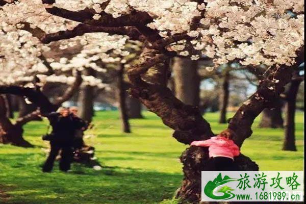 新西兰樱花开放时间+观赏地点推荐