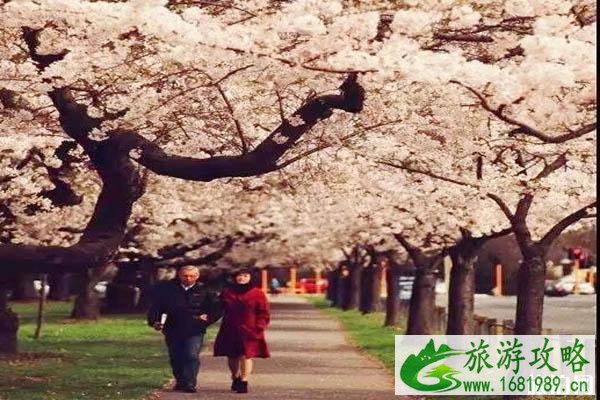 新西兰樱花开放时间+观赏地点推荐