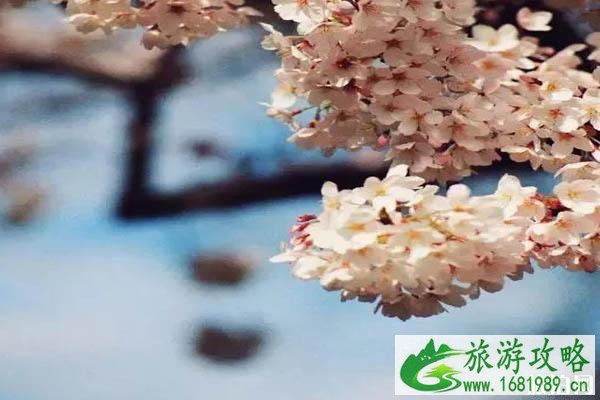 新西兰樱花开放时间+观赏地点推荐