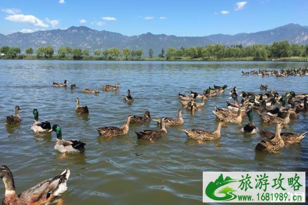 野鸭湖湿地公园在哪里 野鸭湖湿地公园什么时候去最好 野鸭湖湿地公园在哪里 野鸭湖湿地公园什么时候去最好