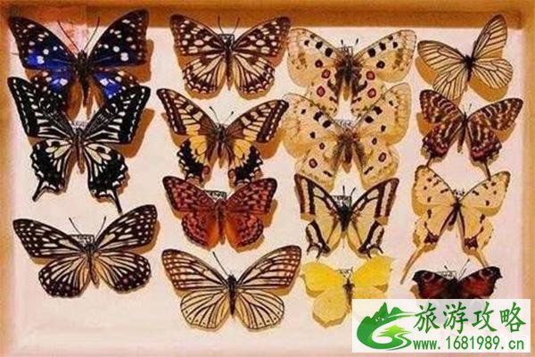 白鹿原影视城有什么好玩的 菊花展+科普展+美食节 白鹿原影视城有什么好玩的 菊花展+科普展+美食节