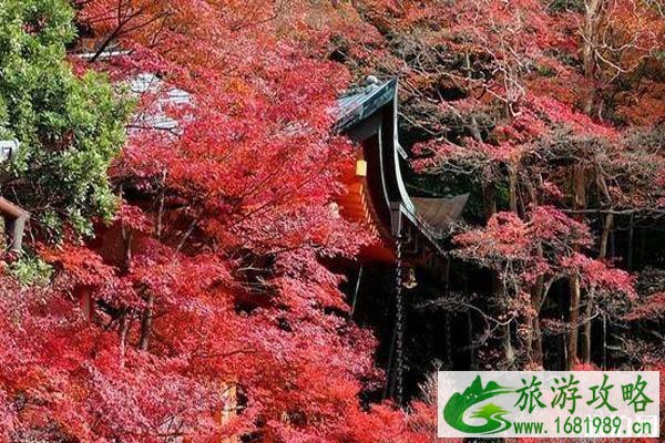 日本看红叶的小众旅游景点推荐