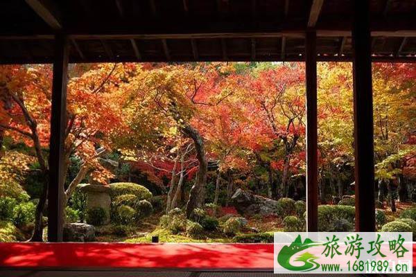 日本看红叶的小众旅游景点推荐