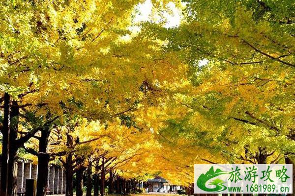 日本看红叶的小众旅游景点推荐