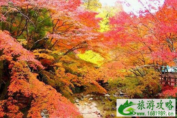 日本看红叶的小众旅游景点推荐