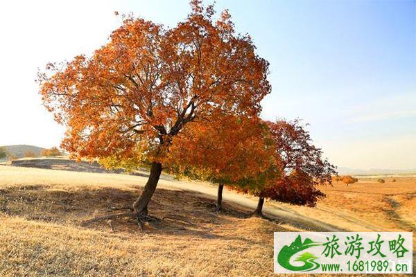 代钦塔拉有什么好玩的 代钦塔拉有什么好玩的