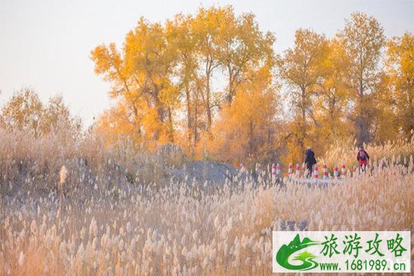 塔里木胡杨林最佳参观时间是什么时候