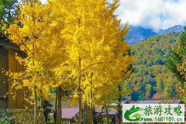 日本银杏树最多的地方推荐