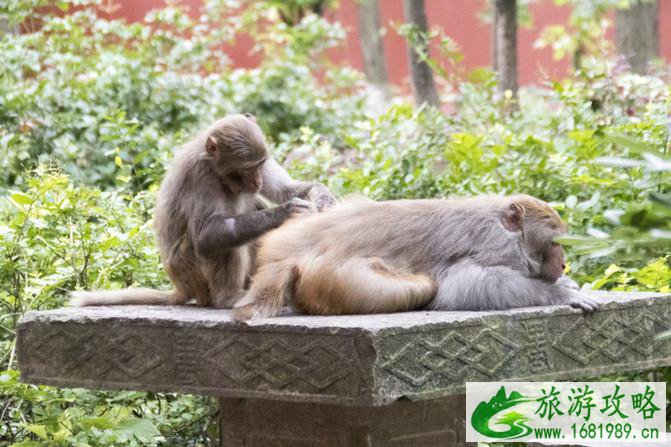 黔灵山公园游玩攻略 黔灵山公园旅游攻略 黔灵山公园游玩攻略 黔灵山公园旅游攻略