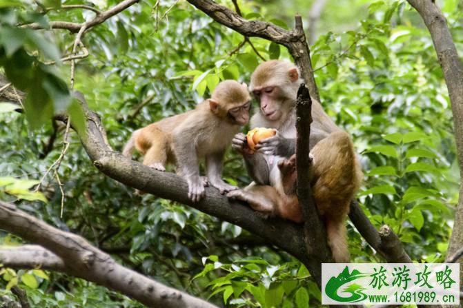黔灵山公园游玩攻略 黔灵山公园旅游攻略 黔灵山公园游玩攻略 黔灵山公园旅游攻略